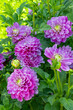 © Romaura - Flores de dalia de color morado