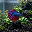 © ❤  Nancyvoz68❤  - A single, striking Betta fish with flowing fins in deep blue and red, poised amidst delicate green anubias plants on a dark volcanic rock substrate, illuminated by soft ambient light
