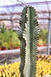 © Firn - Close up of stem of 'Euphorbia Ingens cv. Marmorata' cactus plant