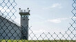 © Sergei - Concrete prison guard tower and perimeter wall with barbed wire. High security jail facility viewed through a chainlink fence