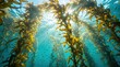 © Aafaq - Sunlight filtering through underwater kelp forest with small fish