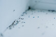 © Sk Elena - Close-up of ants infesting dirty windowsill with scattered poison bait to eliminate pests in home. Unhygienic scene highlights urgent need for cleaning neglected indoor space from dangerous insects