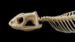© suyu - High-angle macro close-up of snake skull and spine articulated skeleton isolated against solid black background, revealing reptile anatomy, bones, vertebrate structure and natural science concept