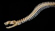 © suyu - High-angle macro close-up of snake skull and spine articulated skeleton isolated against solid black background, revealing reptile anatomy, bones, vertebrate structure and natural science concept