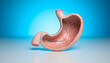 © Nongluk - Realistic isolated human stomach model showing detailed tissue texture for medical education.