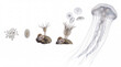 © ENDRY - Jellyfish life cycle stages.