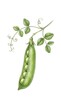 © Nurfadilah - fresh-green-peas