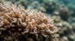 © THOWFIQ - Coral Texture Close-Up Macro Detail Underwater