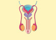© Science RF - Male reproductive system, illustration
