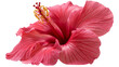© Asmud - Vibrant pink hibiscus flower with prominent yellow stamen and delicate petals