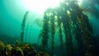 © Wellness Nature - Sunlight filtering through a giant kelp forest in the deep blue ocean