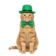 © SATHI - Cute ginger cat wearing a green hat and bow tie for saint patricks day celebration