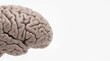 © jason - Realistic human brain organ model close up isolated on white background