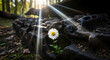 © Ubaidillah - A delicate daisy blooms with vibrant life, pushing through the decaying remains of an old tank track bathed in warm forest sunlight, symbolizing peace and renewal