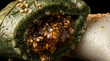 © Ewf - Chuseok Songpyeon rice cakes with sesame filling isolated on