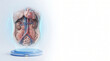© Arditama Gallery - Human Superior Vena Cava and Cardiac Anatomy