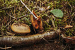 © Marcin Łazarczyk - krowiak podwinięty, paxillus involutus (batsch) fr.