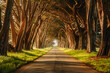 © Justin Mullet/Stocksy - Cypress Tree Tunnel Road