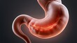 © Fluffik - Understanding heartburn and high acidity in the stomach and irritation of the mucous membrane