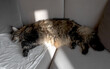 © valiantsin - Fluffy Maine Coon cat sleeping in sunlight on a grey sofa, stretched out for a cozy nap. Long-haired tabby feline rests. Sunbeam and shadow, peaceful pet.