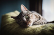 © Westend61 - Portrait of a cat on the top of a couch
