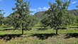 © Travel 'n' Lifestyle - View of almond orchards with rows of trees under a clear blue sky and mountains in the background in Hoeko, Western Cape, South Africa.