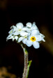 © Travel 'n' Lifestyle - View of a delicate white alpine flower with a bright yellow center blooming in the wild landscape of Deosai National Park, Skardu, Gilgit, Pakistan.