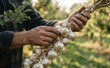 © SimpleDesignStudio - Middle-aged male farmer holding braided garlic braid harvested fresh from the garden representing organic agriculture and sustainable living