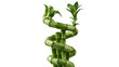 © Ahmad - A professional studio shot of a lucky bamboo stalks dracaena sanderiana curled tops water, clean PNG isolated on a solid white background