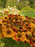 yellow flowers in the garden