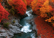 © Imam - Fast flowing river cascading through narrow rocky canyon surrounded by vibrant red and orange autumn trees in seasonal change.