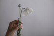 © Metadancer - White poppy flower held by hand with delicate emotion