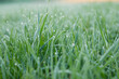 © Westend61 - Morning dew on grass