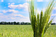 © MadGladNat - A bunch of wheat against the blue sky