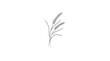 © LAAAM - Minimalist continuous line drawing of a stalk of wheat with agriculture minimalist illustration negative monochrome isolated