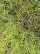 © Usman - Overhead full frame texture of dense wild grass showing a messy tangle of thin, bright lime green and yellowish blades growing naturally outdoors.