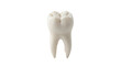 © Rashid - Close up studio photograph of a clean white human molar tooth showing detailed anatomical crown cusps and distinct root structures, captured against a solid white background with soft lighting
