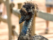© Ludovic - Curious emu with messy feathers looking at the camera