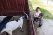 © leungchopan - Mother and toddler son interacting with goat at farm