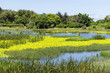 © leungchopan - Beautiful lake covered with yellow water lilies in kinmen