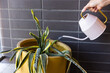 © leungchopan - Pouring water from metal can onto potted green plant o