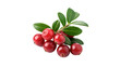 © RRose - Small branch of fresh red lingonberry berries with green leaves isolated on transparent background