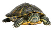 © Maria - Red-eared slider turtle with patterned shell and yellow markings, isolated on transparent background