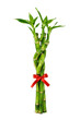 © no one - Vibrant green lucky bamboo plant, tied with a festive red ribbon, stands upright against a clean white background