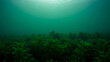© VisionGrafix - Underwater view of lush green aquatic plants under deep water