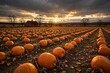 © Alex Carter - Pumpkin patch field at dusk with rows of glowing pumpkins