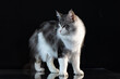 © Robert - Silver tabby Maine Coon cat standing on a reflective surface isolated on black background