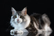 © Robert - Silver tabby Maine Coon cat standing on a reflective surface isolated on black background