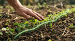 © primipil - Farmer hand hovering over young soybean sprout with growing green financial chart arrow. Concept of sustainable finance, economic growth, green investment, agriculture, seedling.