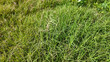 © Agus - Green grass background texture growing wild in bright sunlight outdoors during sunny day